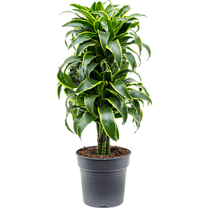 Dracaena fragrans 'Dorado'