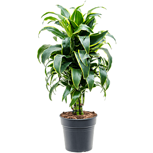 Dracaena fragrans 'Dorado'