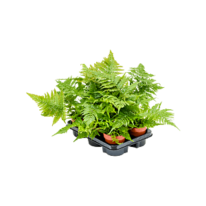 Dryopteris erythrosora 6/tray