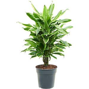 Dracaena fragrans 'Golden Coast'