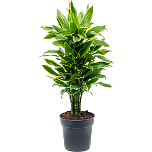 Dracaena fragrans 'Golden Coast'