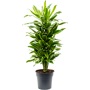 Dracaena fragrans 'Golden Coast'