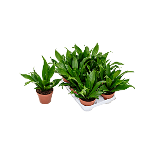 Dracaena fragrans 'Green Jewel' 8/tray