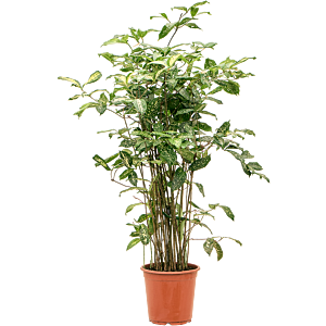 Dracaena godseffiana (90-120)