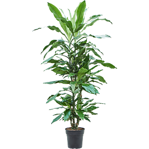 Dracaena fragrans 'Burundii'