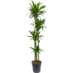 Dracaena fragrans 'Janet Craig'