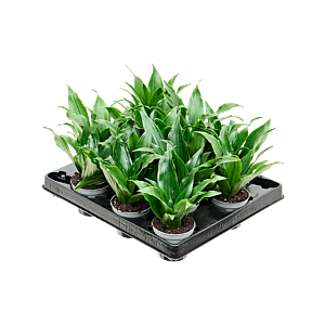 Dracaena fragrans 'Janet Craig' 12/tray