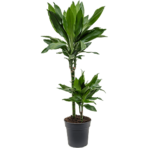 Dracaena fragrans 'Janet Lind'