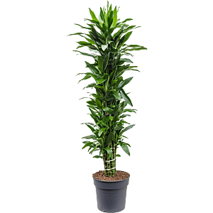 Dracaena fragrans 'Janet Lind'