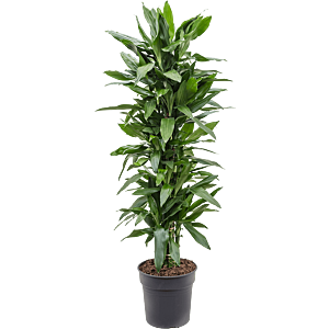 Dracaena fragrans 'Janet Lind'