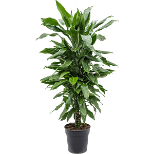 Dracaena fragrans 'Janet Lind'