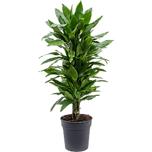 Dracaena fragrans 'Janet Lind'