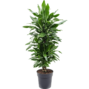 Dracaena fragrans 'Janet Lind'