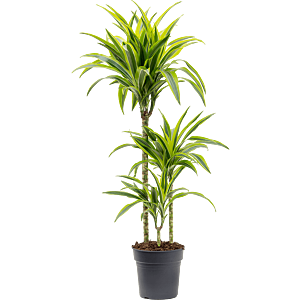 Dracaena fragrans 'Lemon Lime'