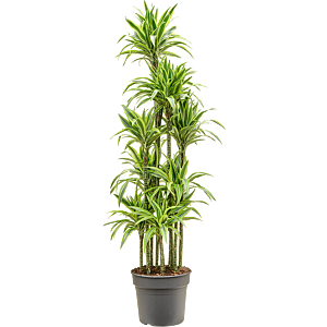 Dracaena fragrans 'Lemon Lime'