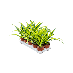 Dracaena fragrans 'Lemon Lime' 10/tray
