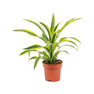 Dracaena fragrans 'Lemon Lime'