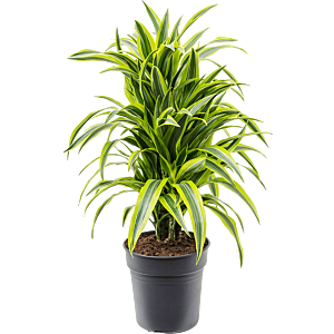 Dracaena fragrans 'Lemon Lime'