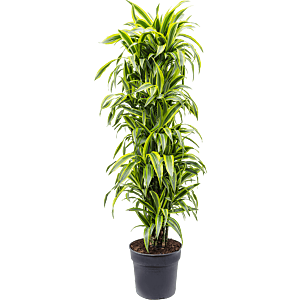 Dracaena fragrans 'Lemon Lime'