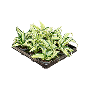 Dracaena fragrans 'Malaika' 12/tray