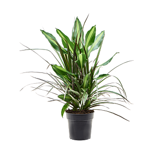 Dracaena combo