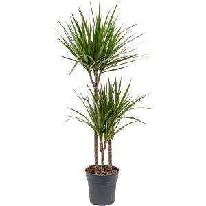 Dracaena marginata