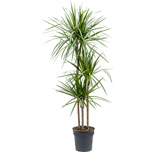 Dracaena marginata