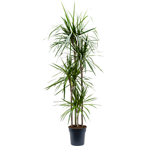 Dracaena marginata