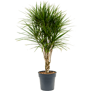Dracaena marginata