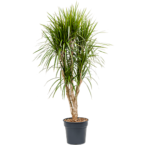 Dracaena marginata