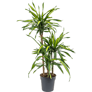 Dracaena fragrans 'Riki'
