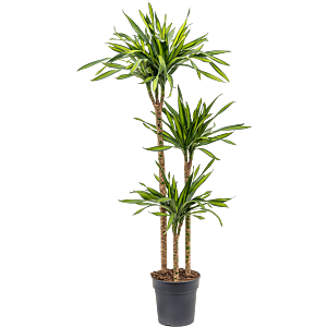 Dracaena fragrans 'Riki'