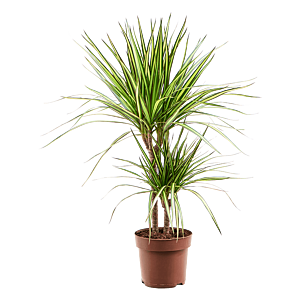 Dracaena marginata 'Sunray'