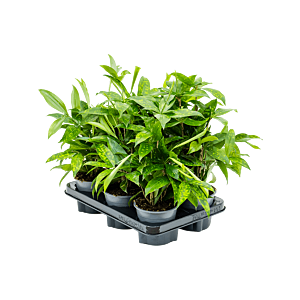 Dracaena surculosa 6/tray