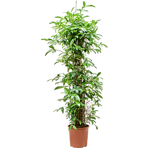 Dracaena surculosa (140-170)