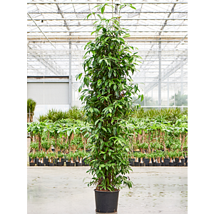 Dracaena surculosa (200-240)