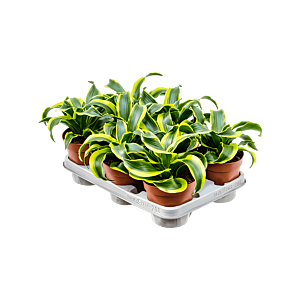 Dracaena fragrans 'Tornado'8/tray