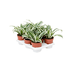 Dracaena fragrans 'White Jewel' 8/tray