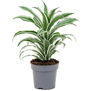Dracaena fragrans 'White Jewel'