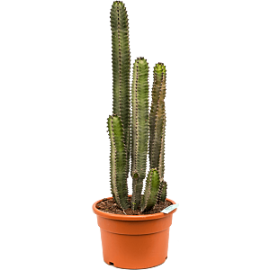 Euphorbia canariensis