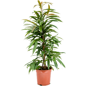 Ficus binnendijkii 'Amstel King'