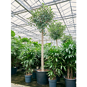 Ficus rubiginosa 'Australis'
