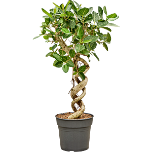 Ficus benghalensis 'Audrey'