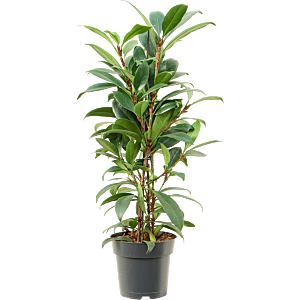 Ficus cyathistipula 'Compacta'