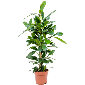 Ficus cyathistipula