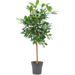Ficus cyathistipula