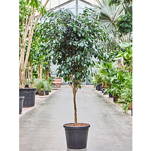 Ficus benjamina 'Danielle'