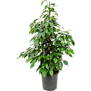 Ficus benjamina 'Danielle'