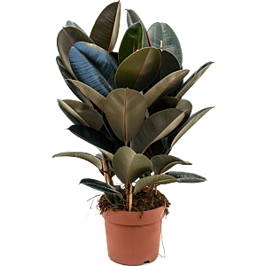 Ficus elastica 'Abidjan'