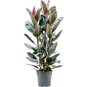 Ficus elastica 'Abidjan'